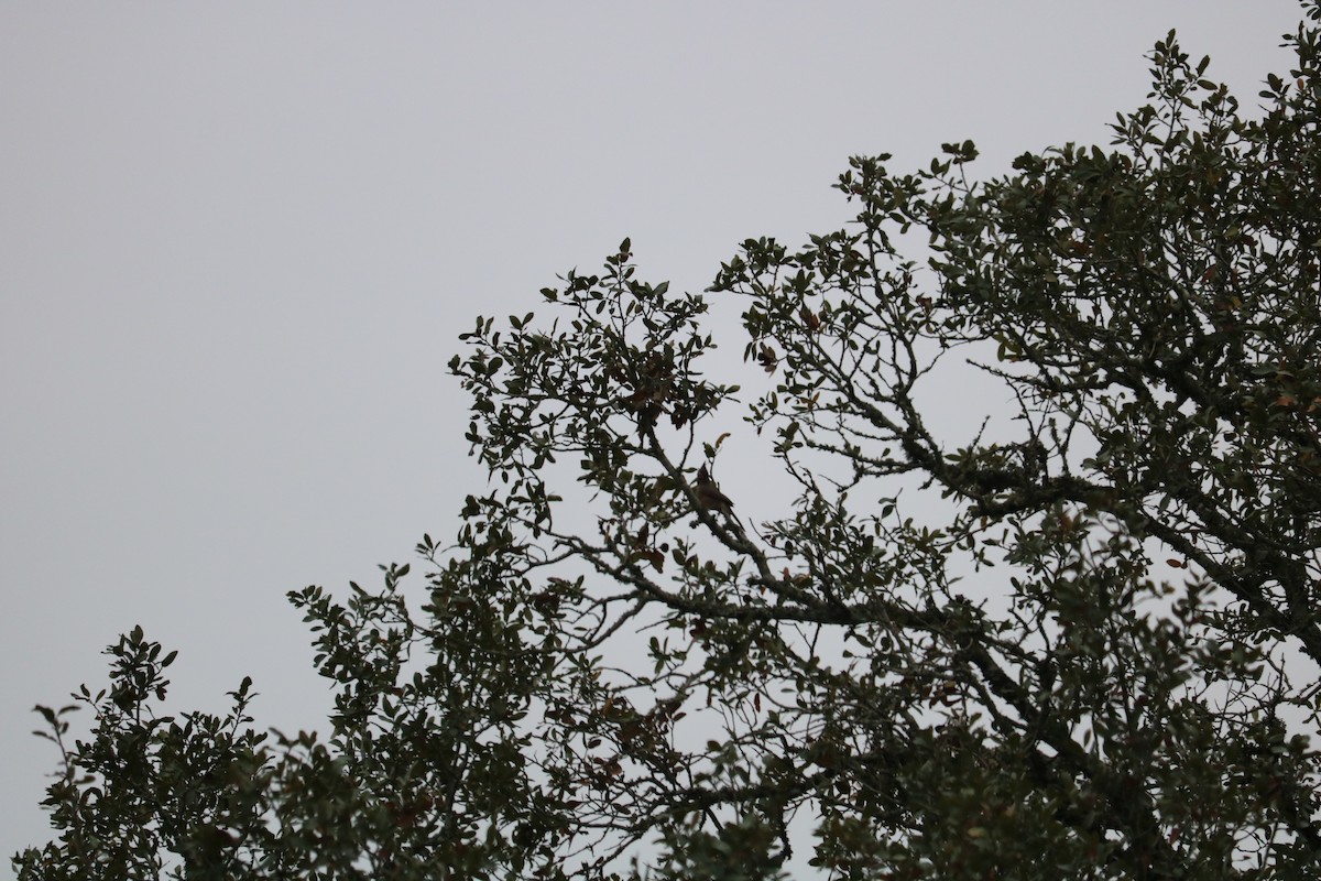 Pyrrhuloxia - ML647535044