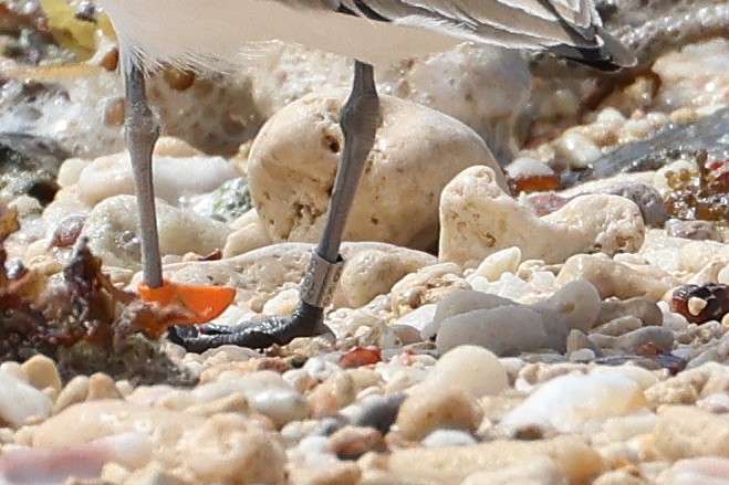 Kentish Plover - ML647535051
