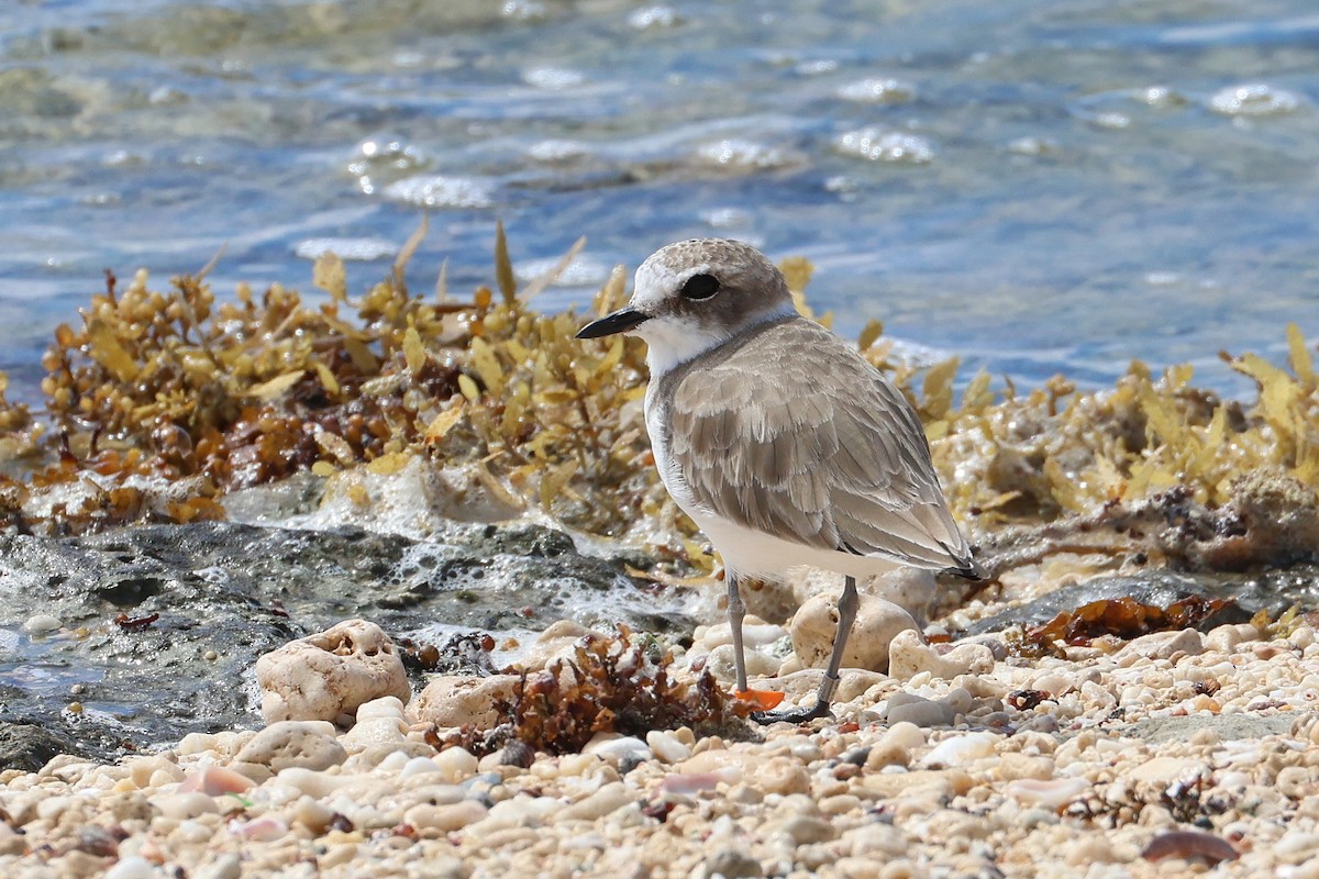 Kentish Plover - ML647535053