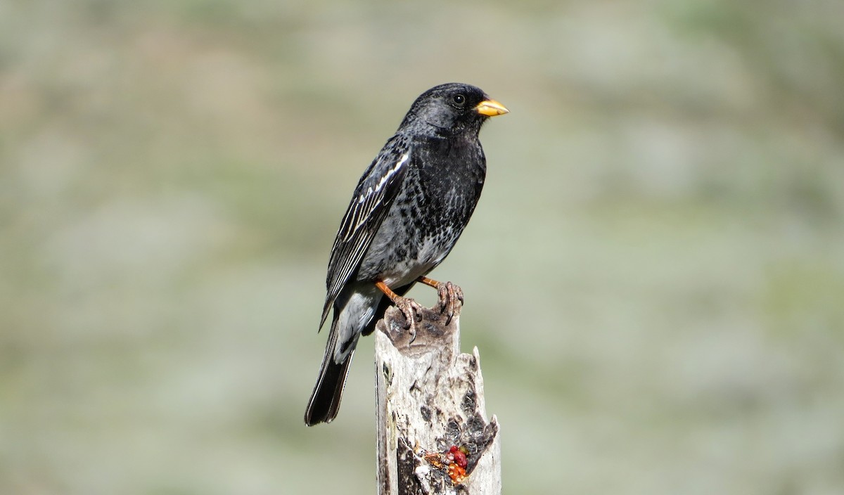Mourning Sierra Finch - ML647535054