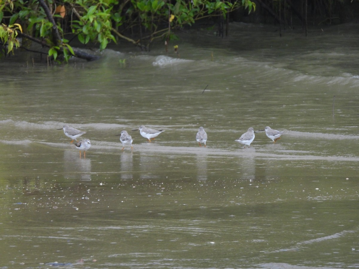 Terek Sandpiper - ML647535066