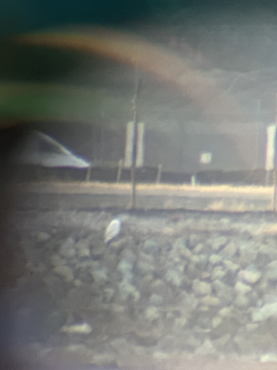 Snowy Owl - ML647535074