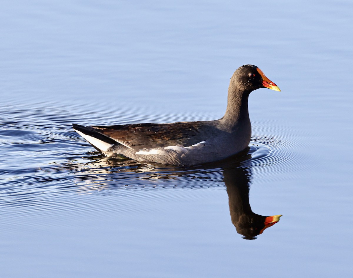 סופית אמריקנית - ML647535080