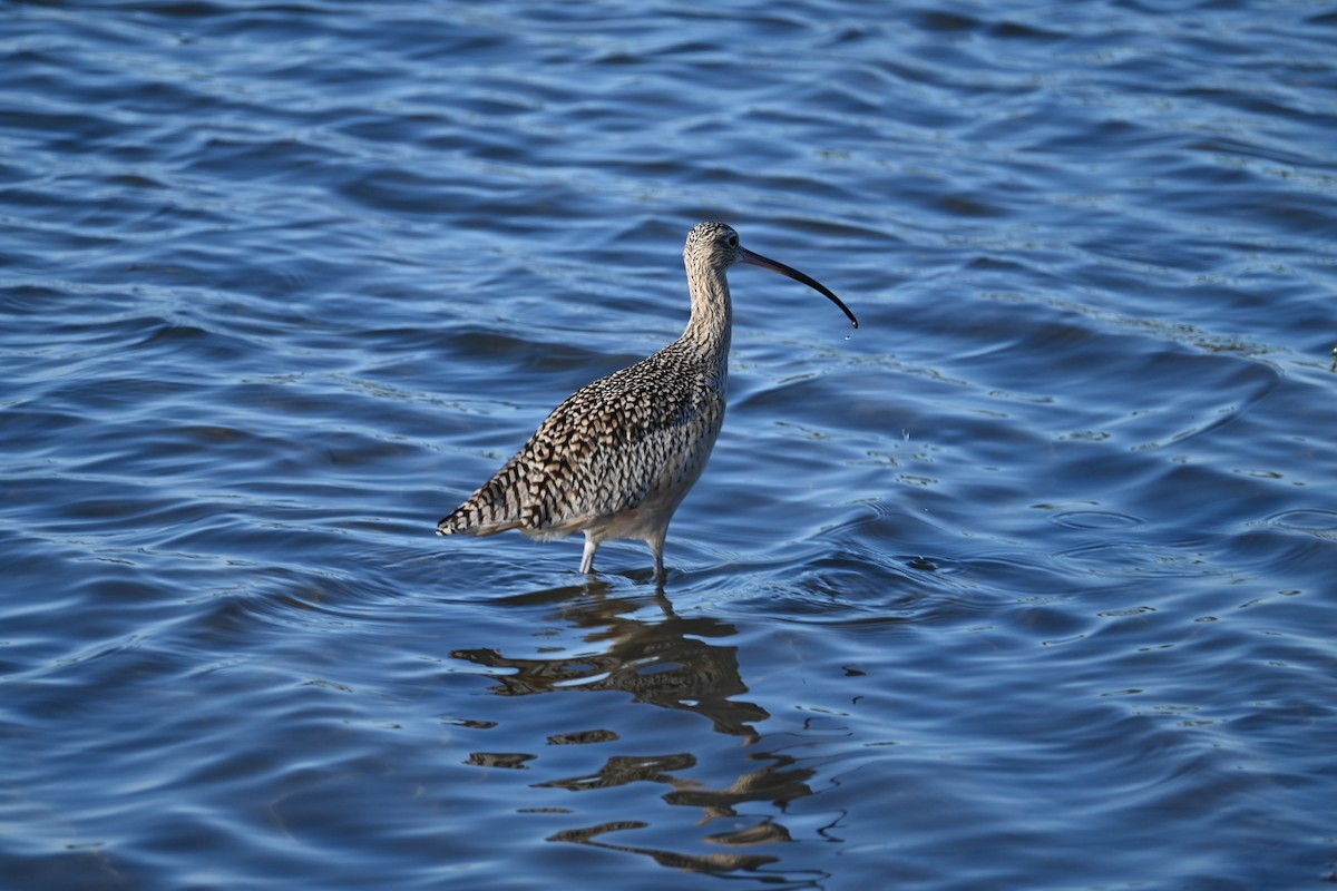 Long-billed Curlew - ML647535084
