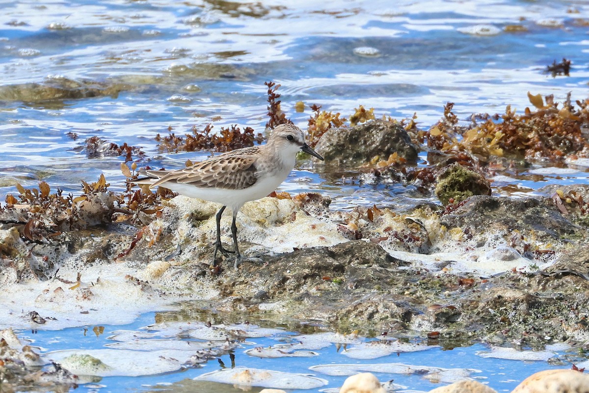Побережник рудоголовий - ML647535087