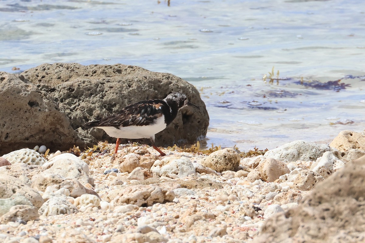 Крем'яшник звичайний - ML647535091