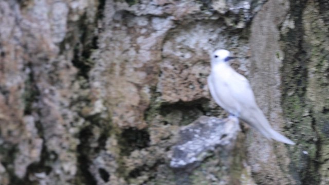 Blue-billed White-Tern - ML647535094