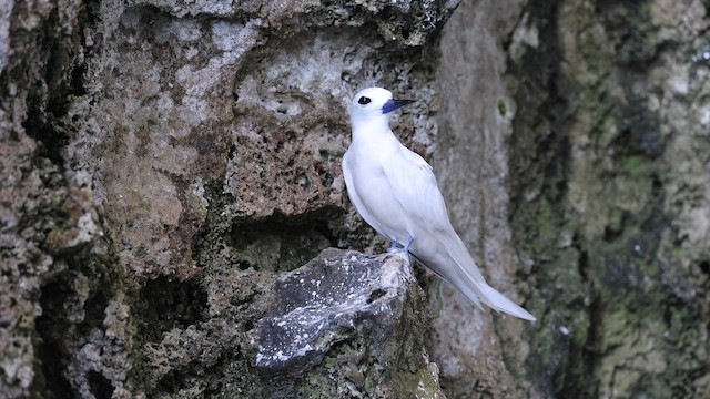 Blue-billed White-Tern - ML647535095