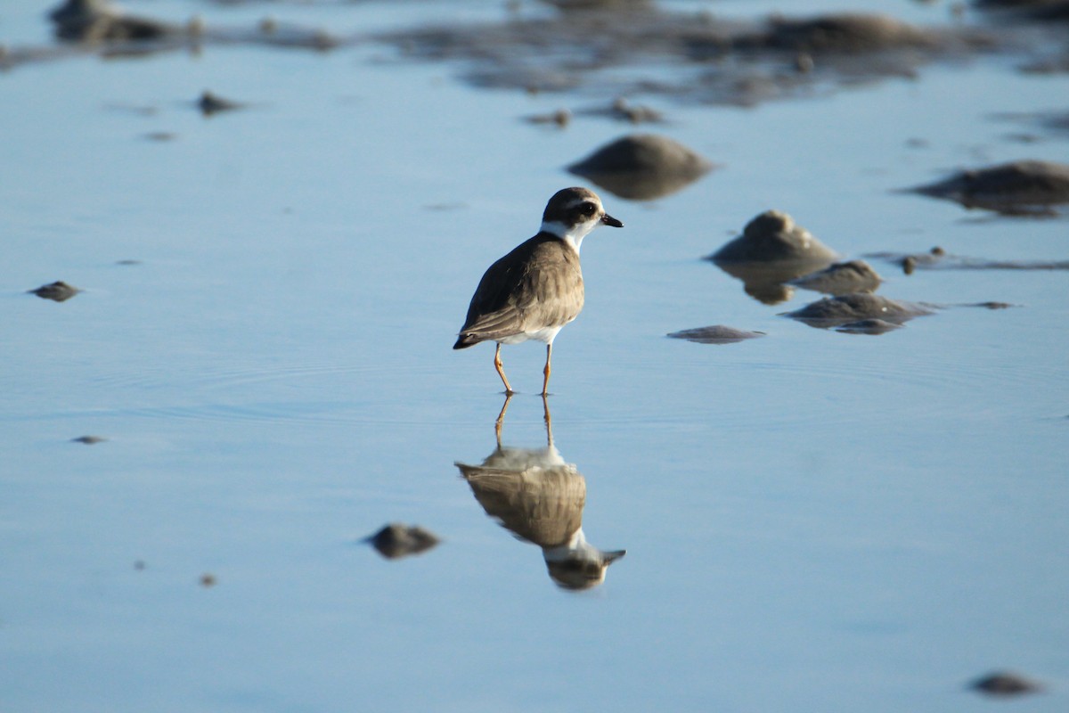 Semipalmated Plover - ML647535104