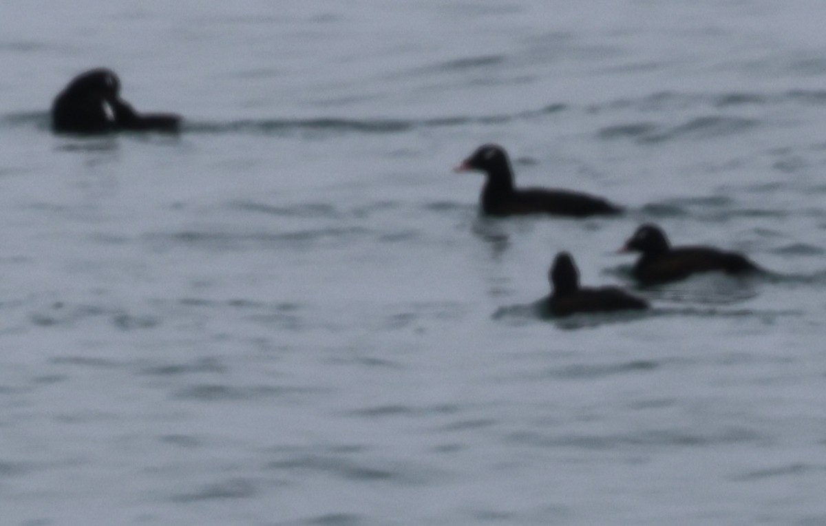 amerikasvartand - ML647535126