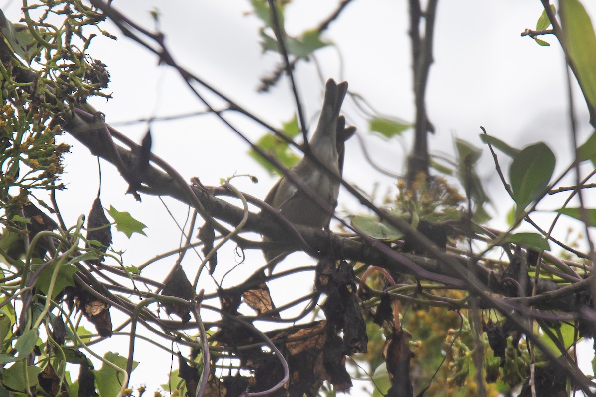 Червоїд світлобровий - ML647535131