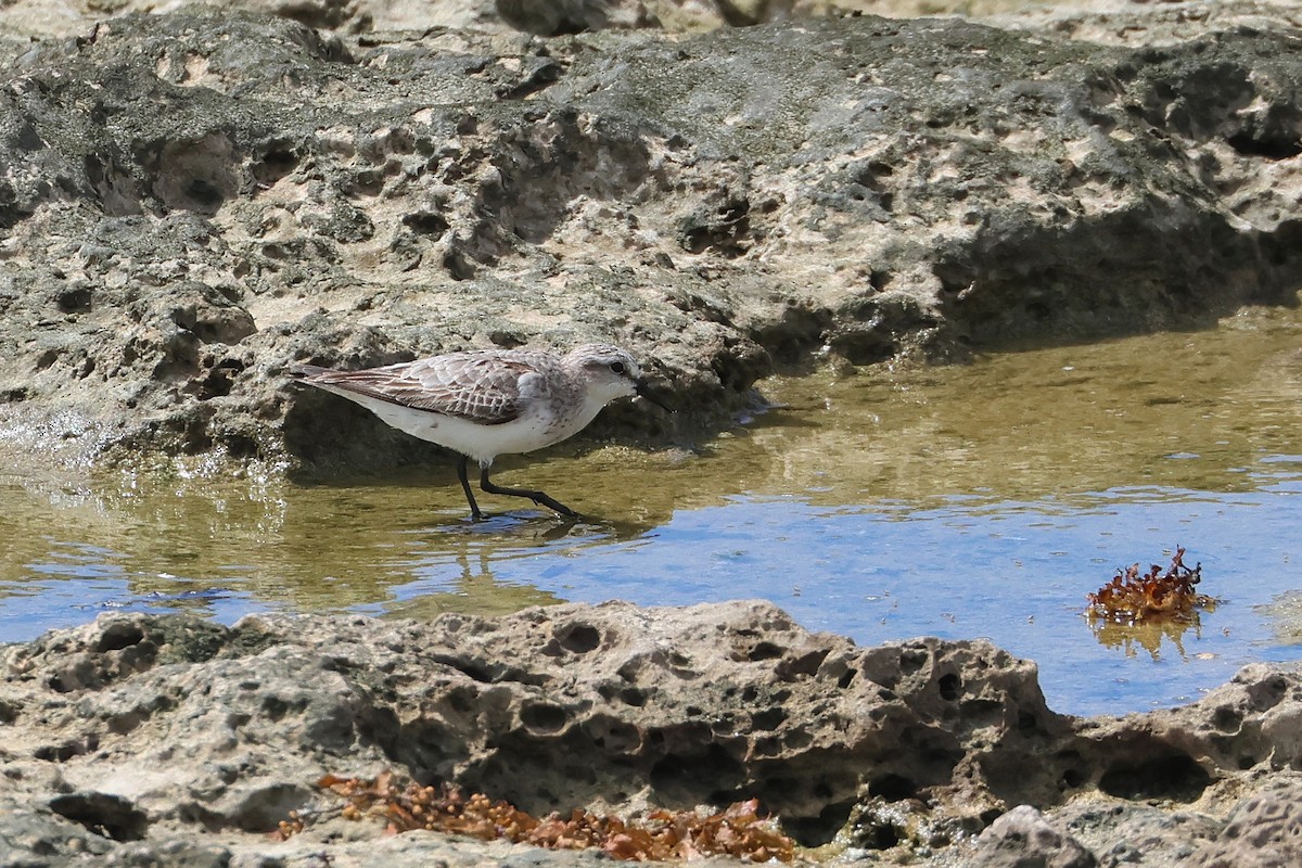 Побережник рудоголовий - ML647535132