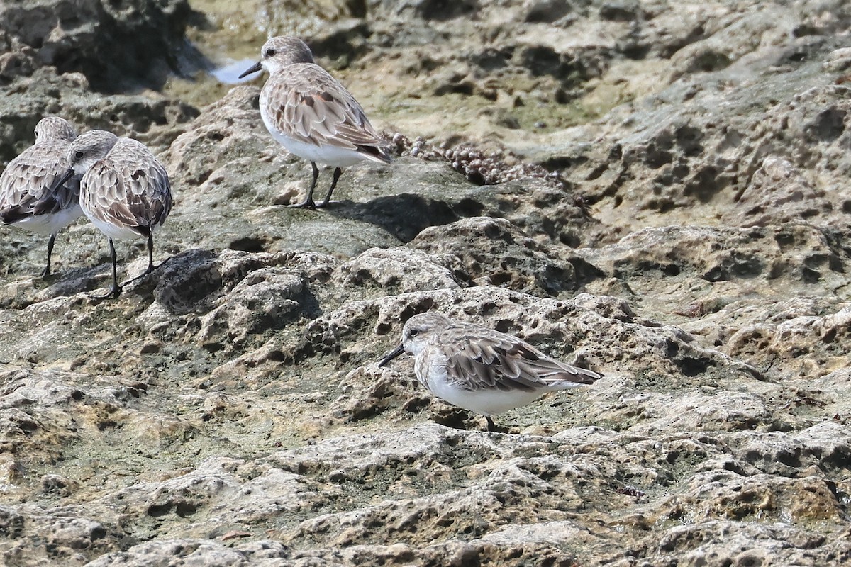 Побережник рудоголовий - ML647535133