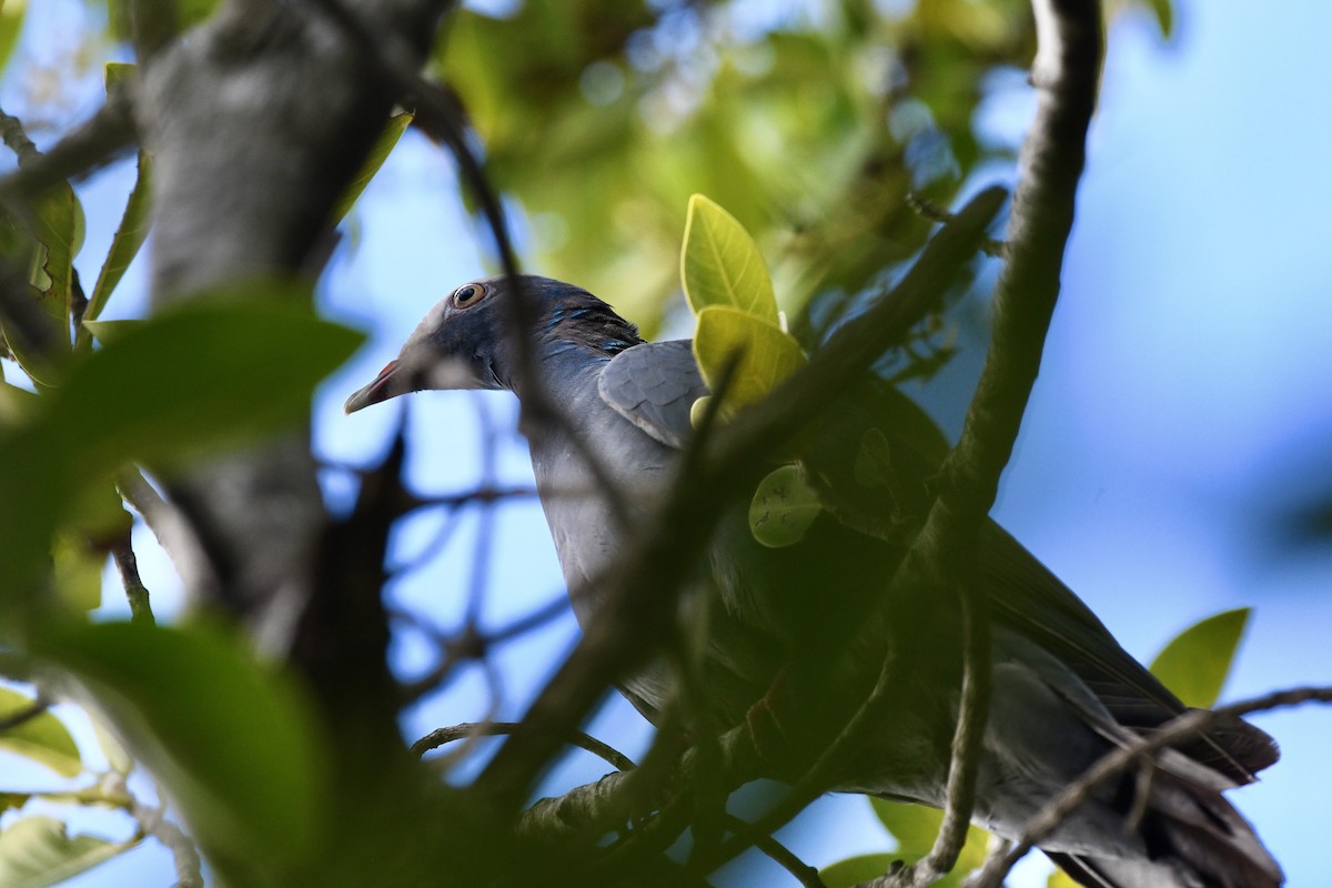 White-crowned Pigeon - ML647535134