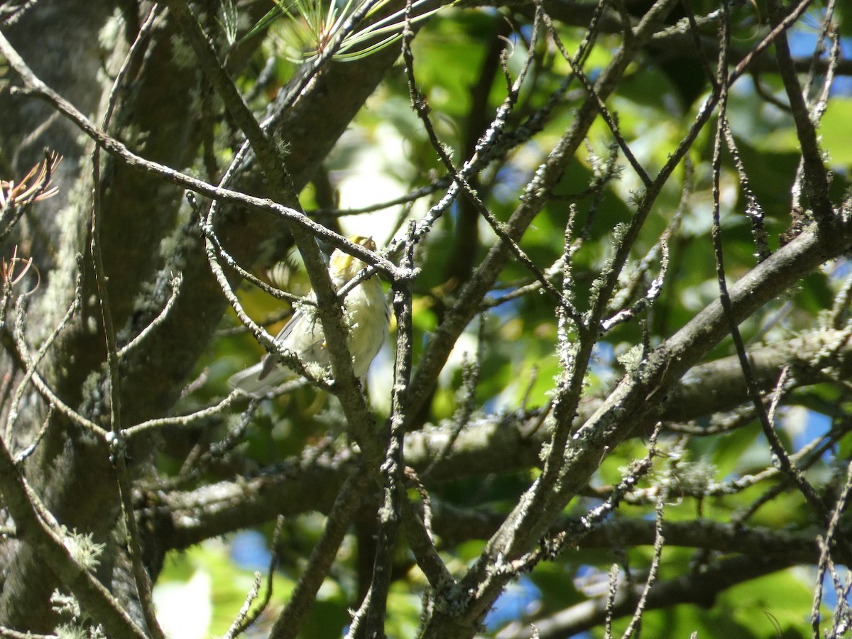 lesňáček proužkoboký - ML647535159