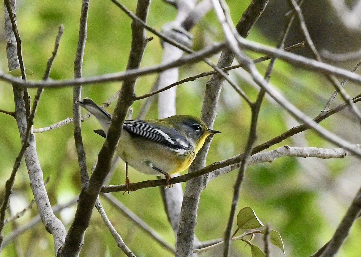 Northern Parula - ML647535178