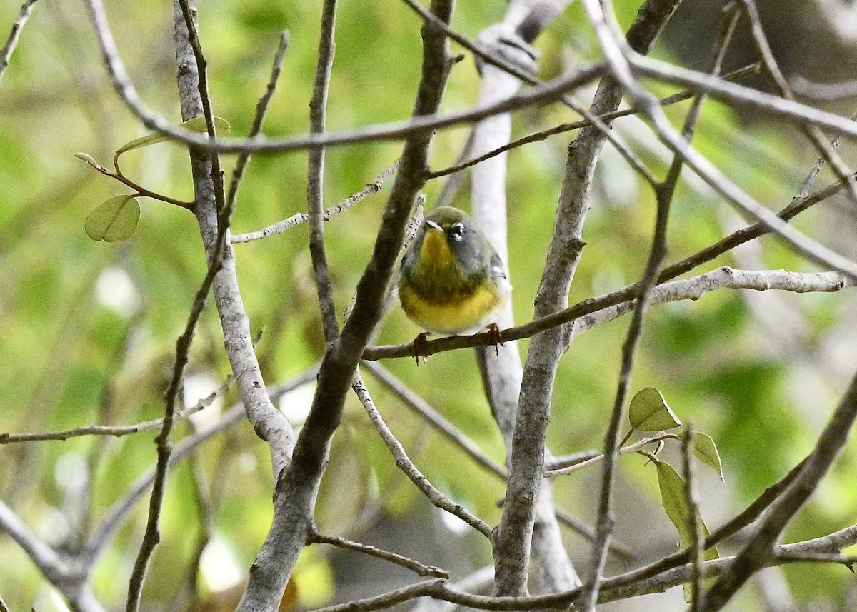 Northern Parula - ML647535190