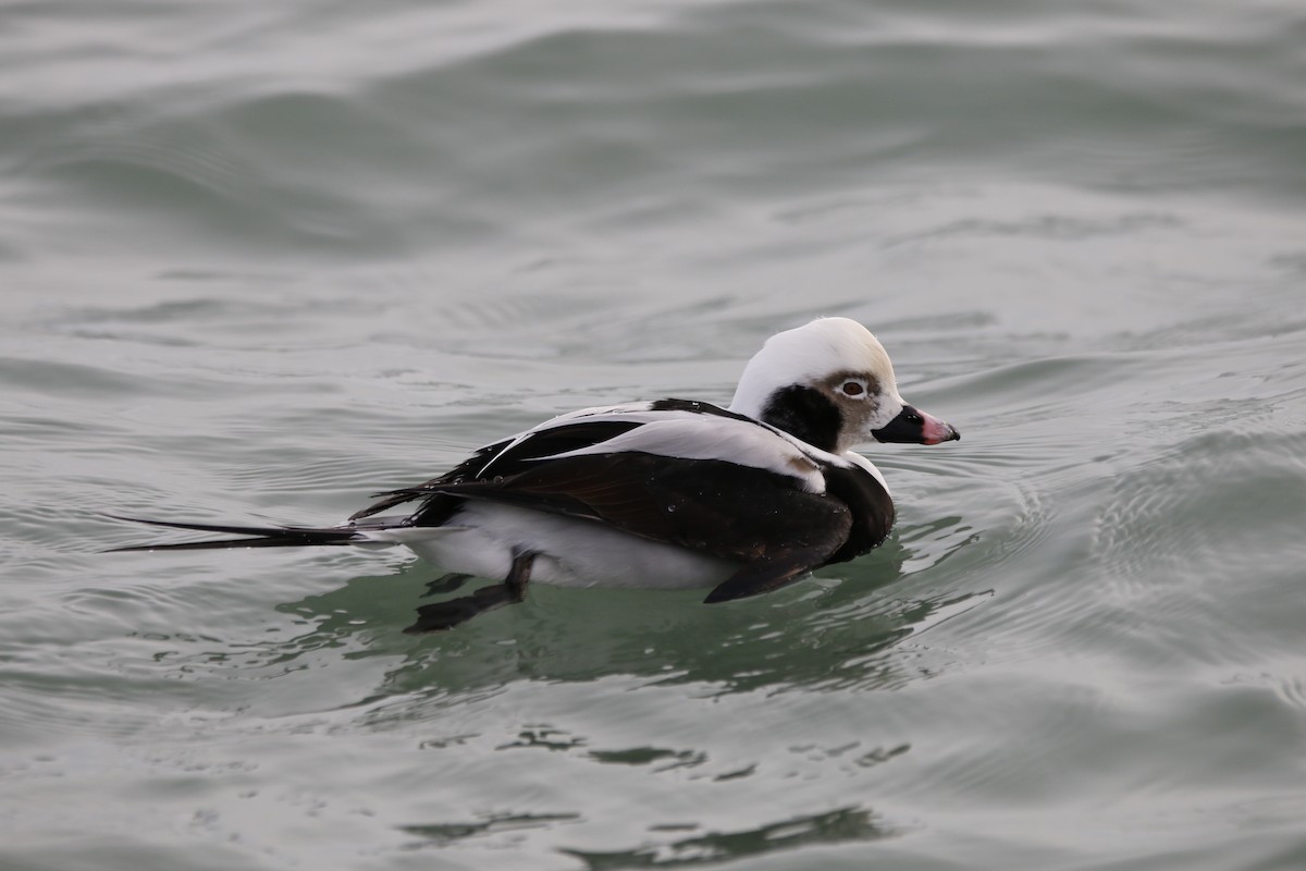 havelle - ML647535193