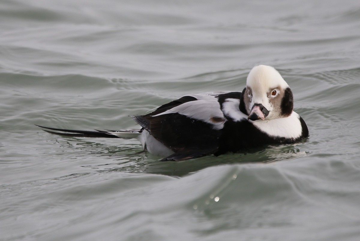 havelle - ML647535194