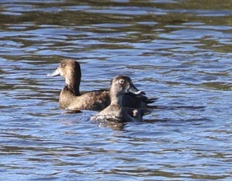 Морская чернеть - ML647535203