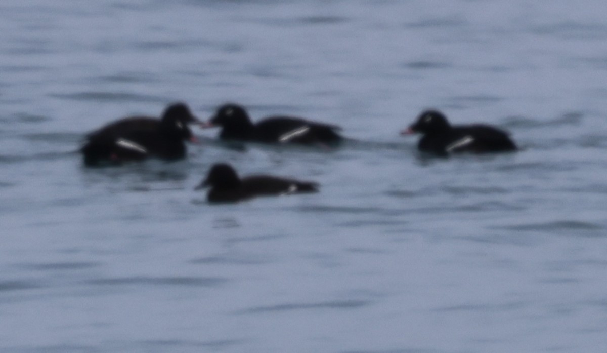 アメリカビロードキンクロ - ML647535214