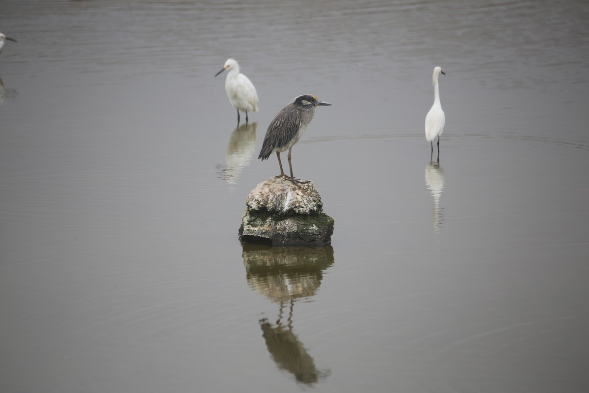Yellow-crowned Night Heron - ML647535225