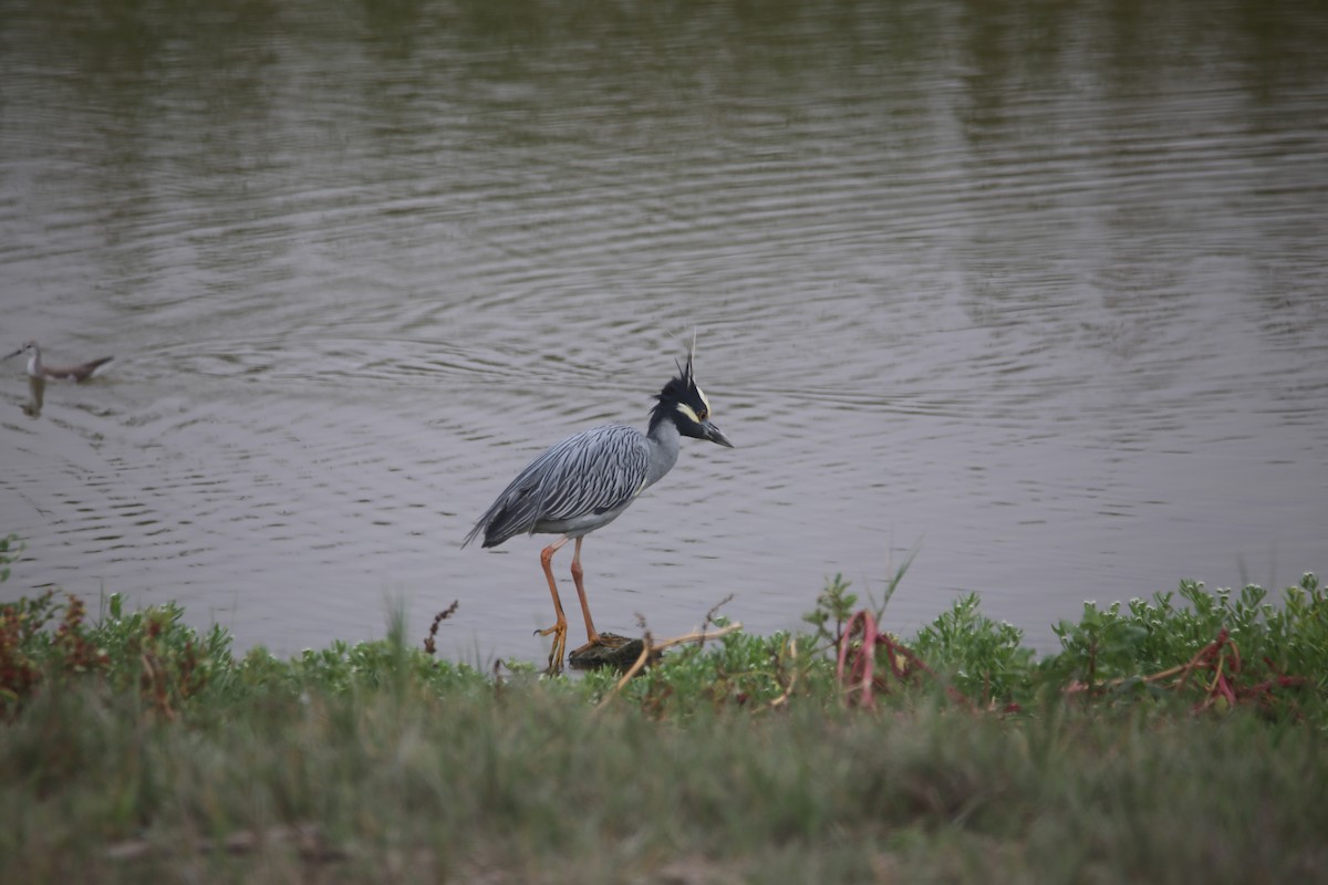 Yellow-crowned Night Heron - ML647535226