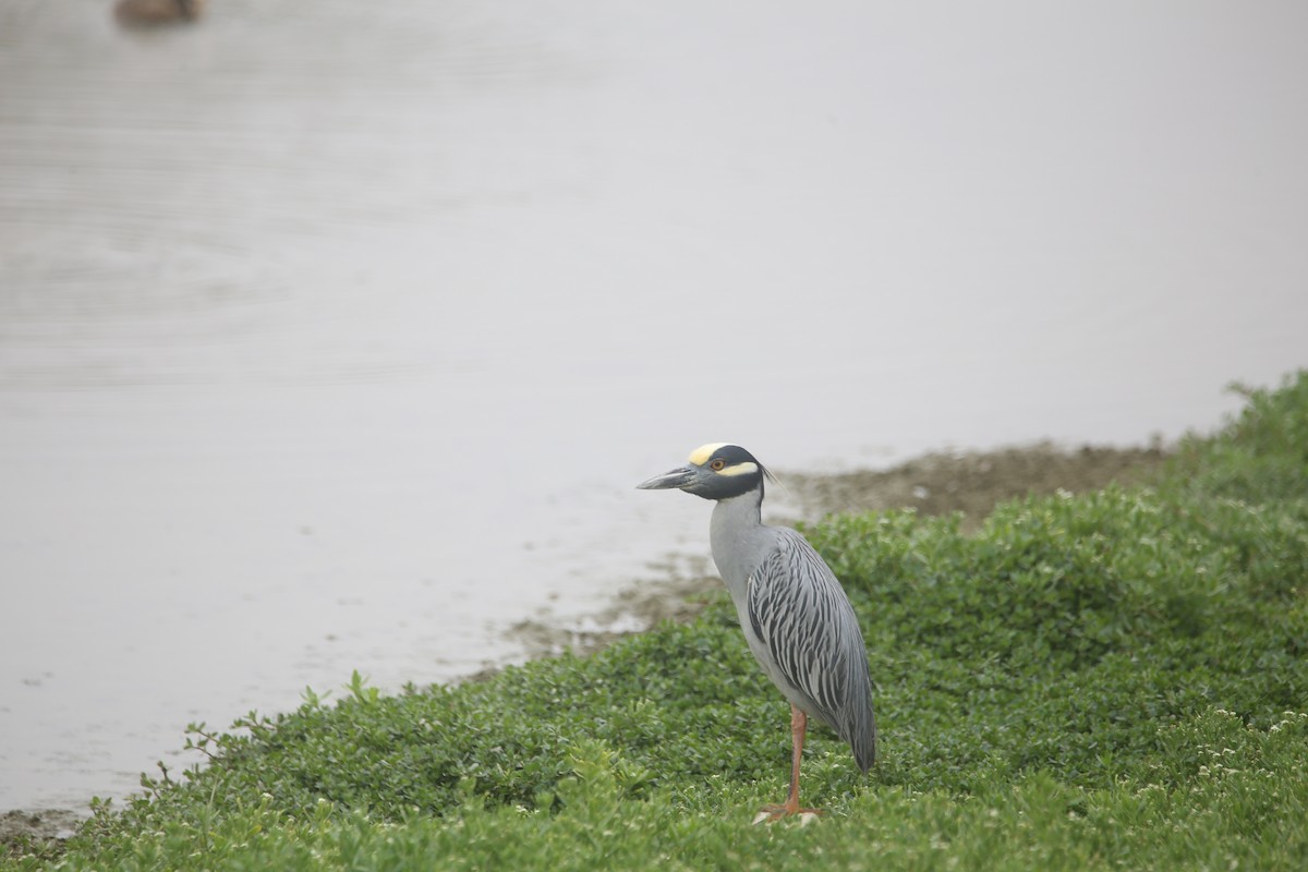 Yellow-crowned Night Heron - ML647535227