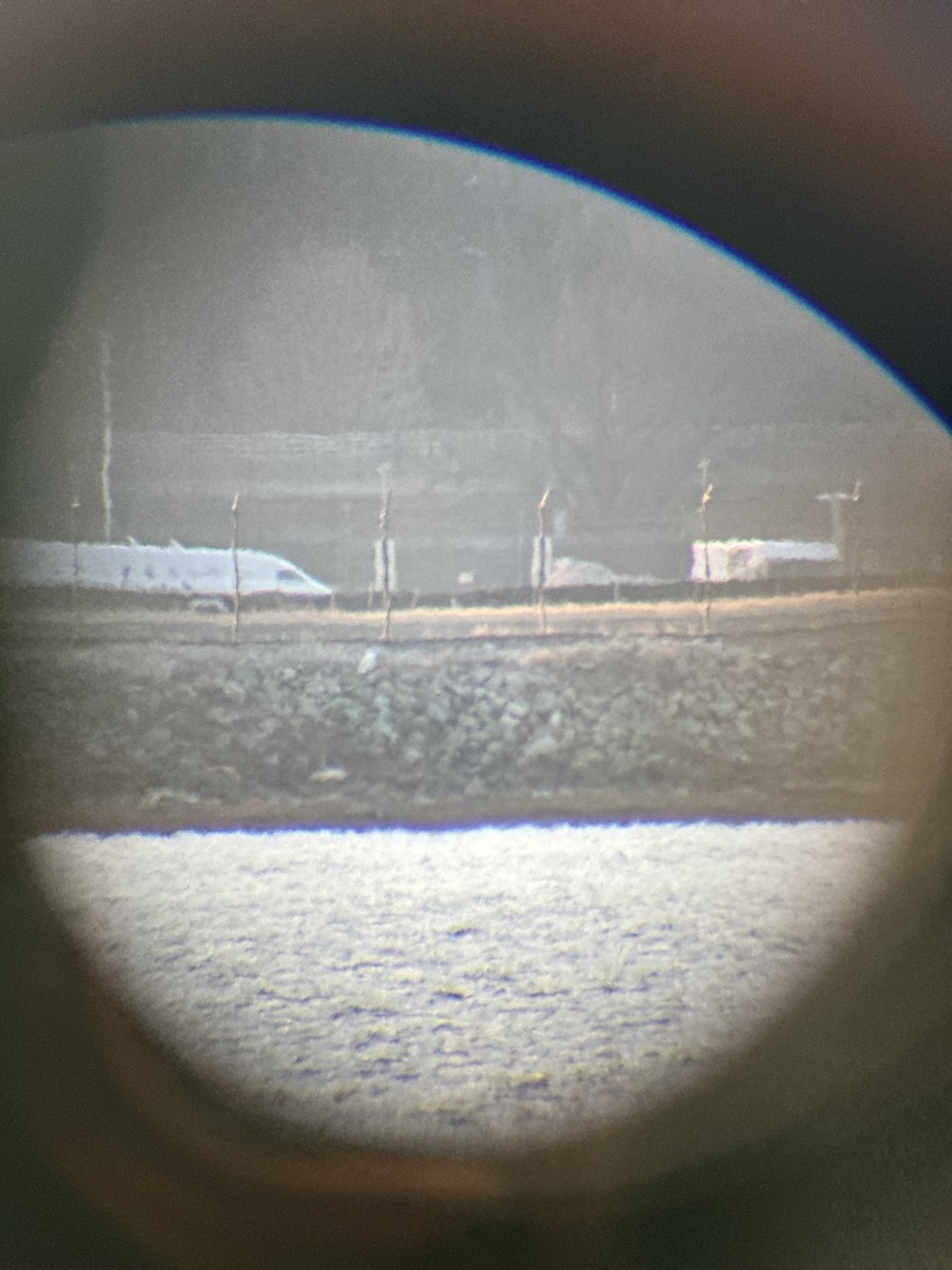 Snowy Owl - ML647535229