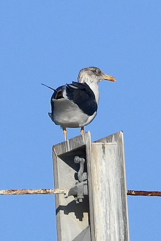 ニシセグロカモメ - ML647535233