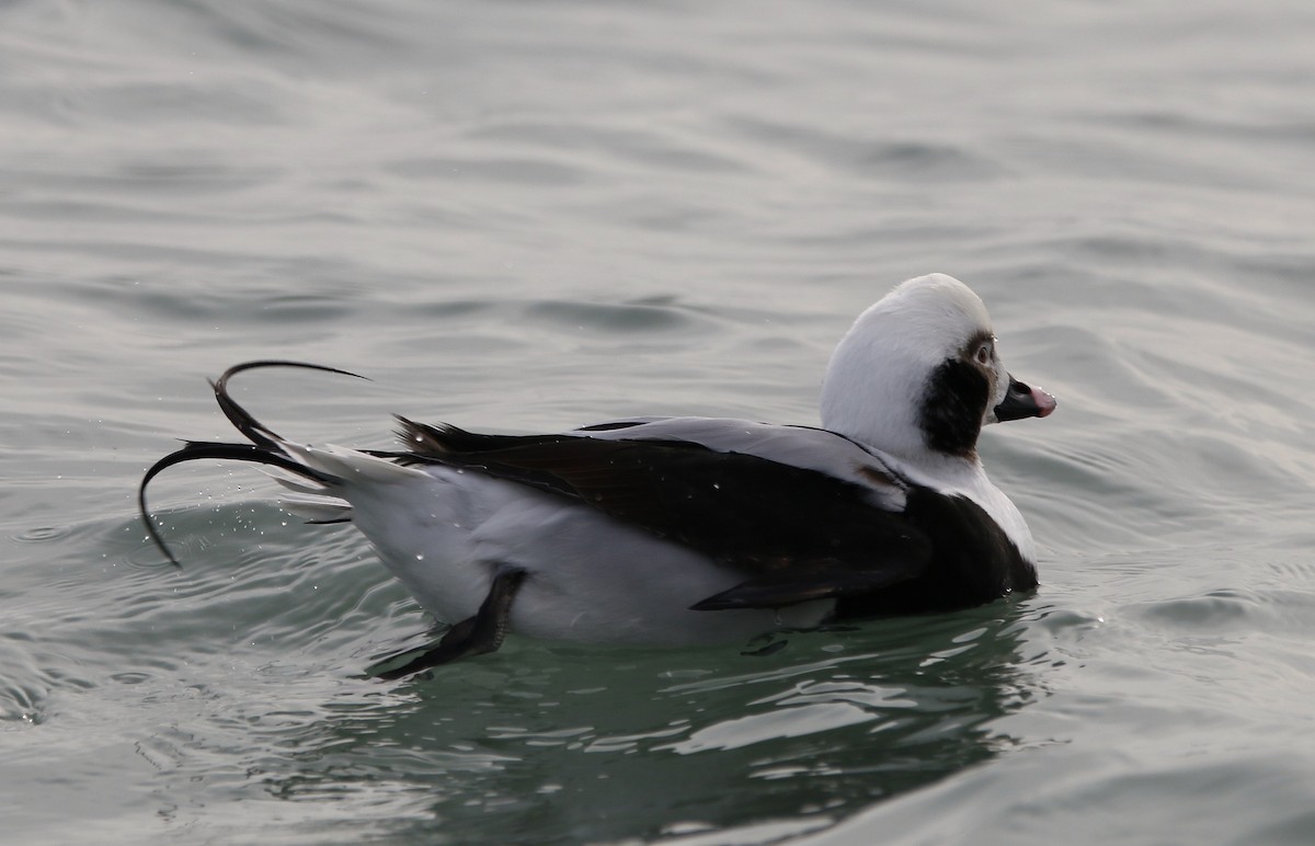 havelle - ML647535241