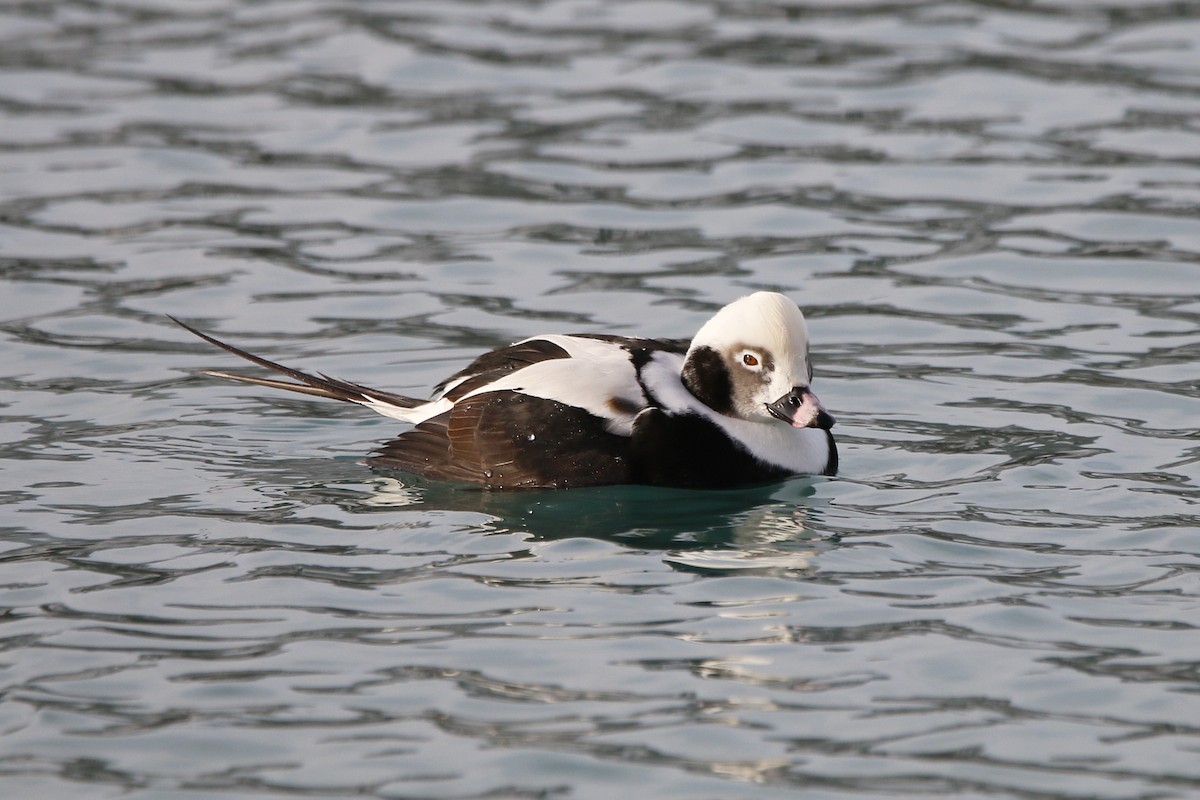 havelle - ML647535242