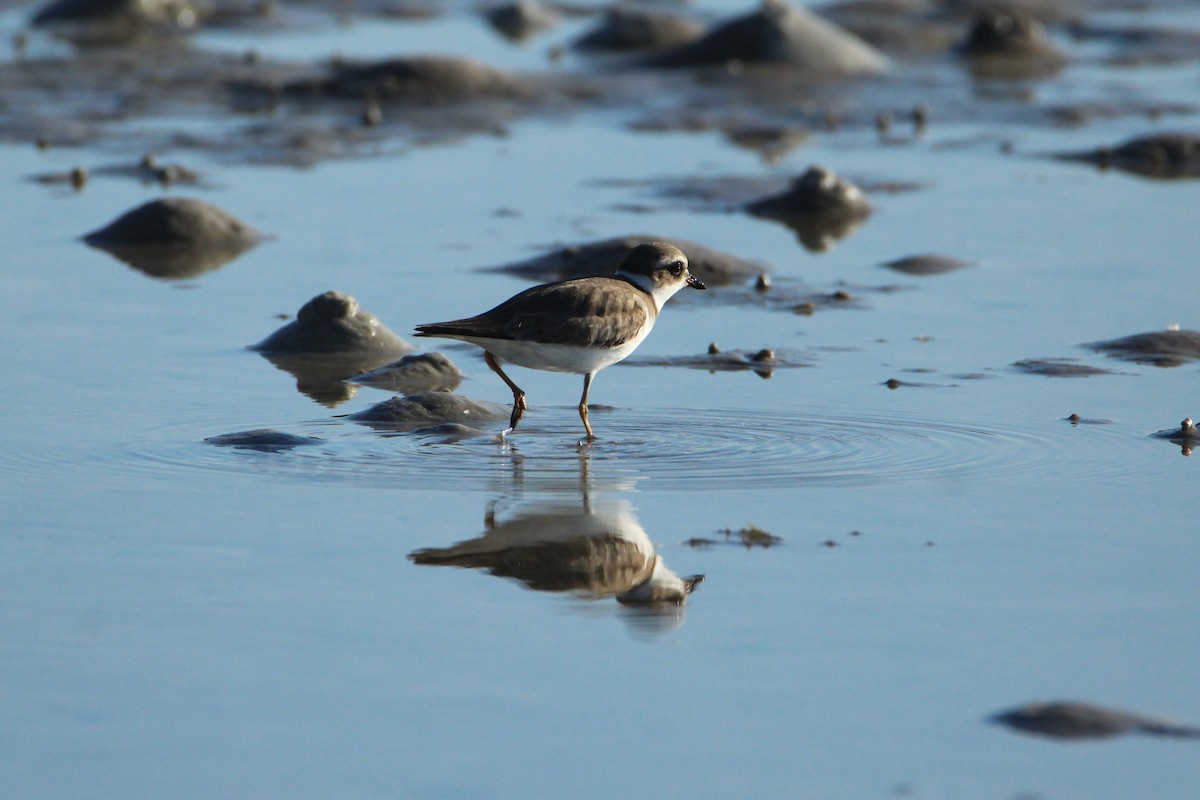 Semipalmated Plover - ML647535246
