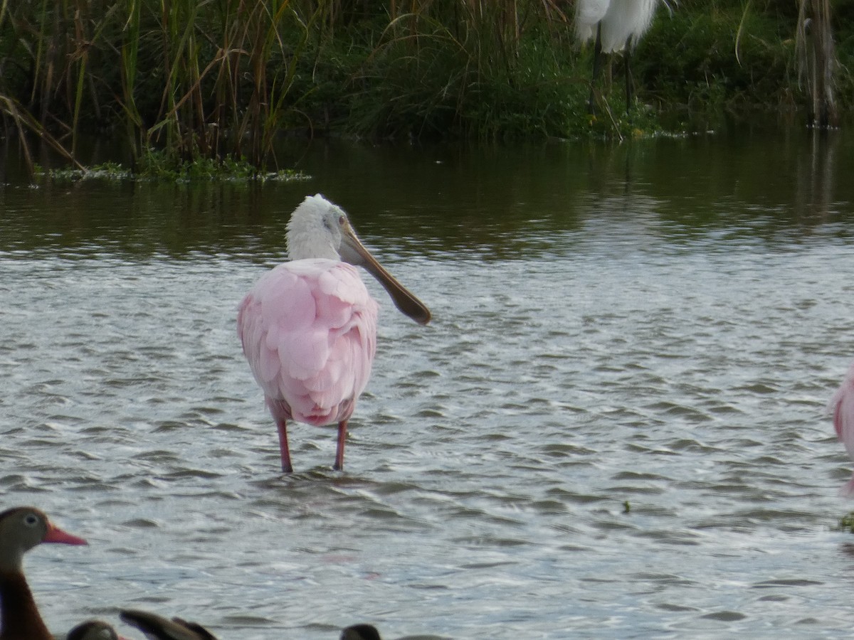 Roseate Spoonbill - ML647535257