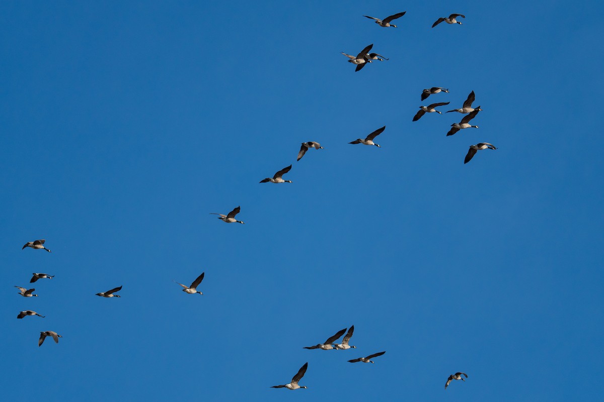 Kanadagans - ML647535260