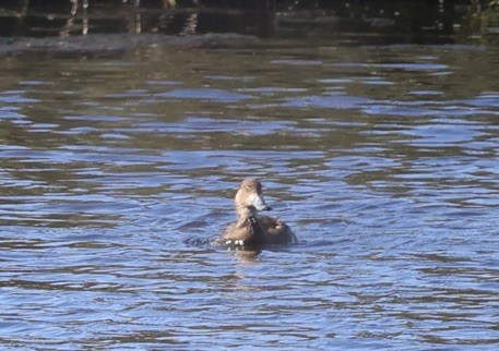 Морская чернеть - ML647535265