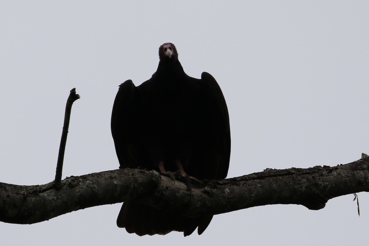 Turkey Vulture - ML647535266