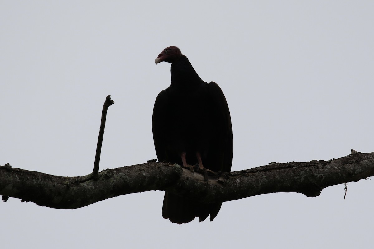 Turkey Vulture - ML647535267