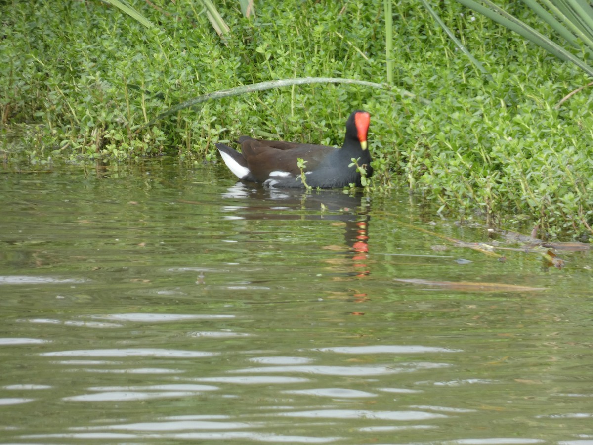 סופית אמריקנית - ML647535276
