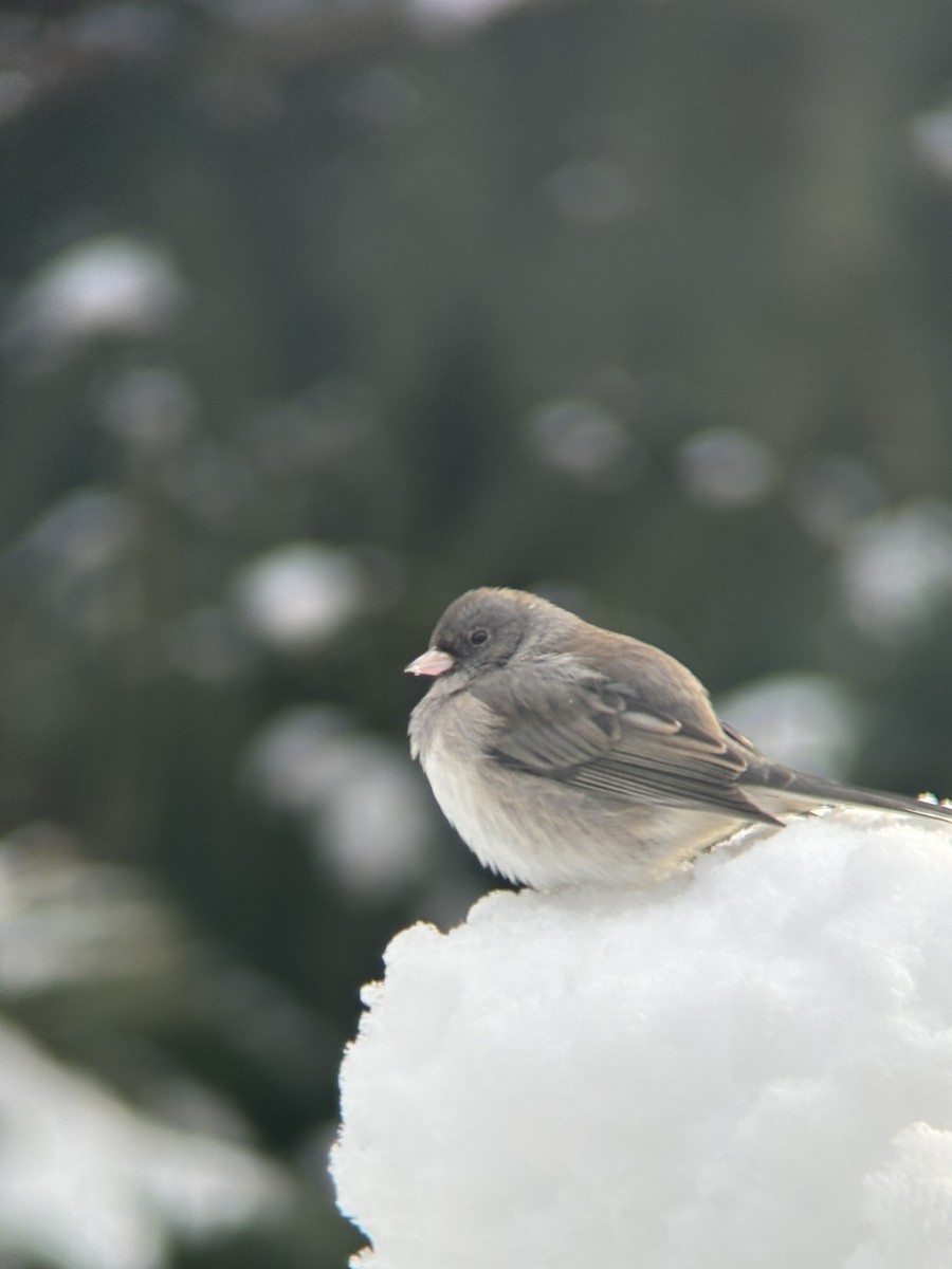 Юнко сірий - ML647535282