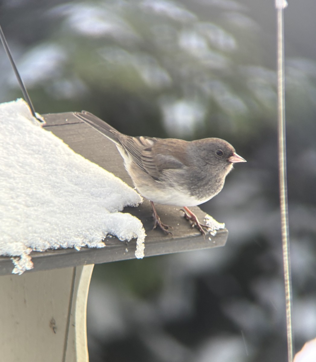 Юнко сірий - ML647535283