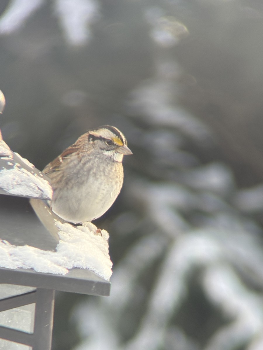 Бруант білогорлий - ML647535290