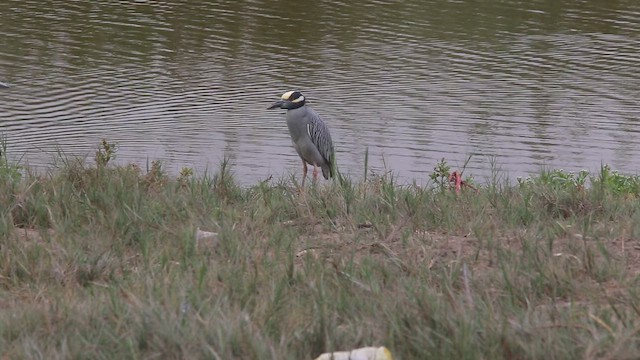 Yellow-crowned Night Heron - ML647535293