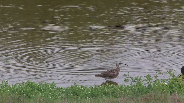 Yellow-crowned Night Heron - ML647535296