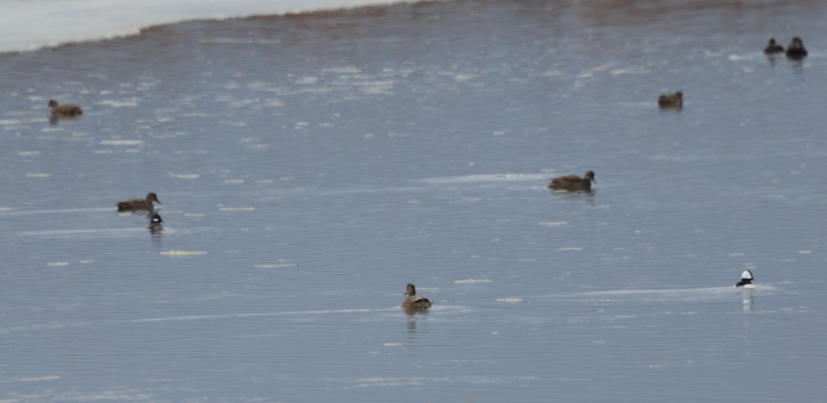 オカヨシガモ - ML647535298