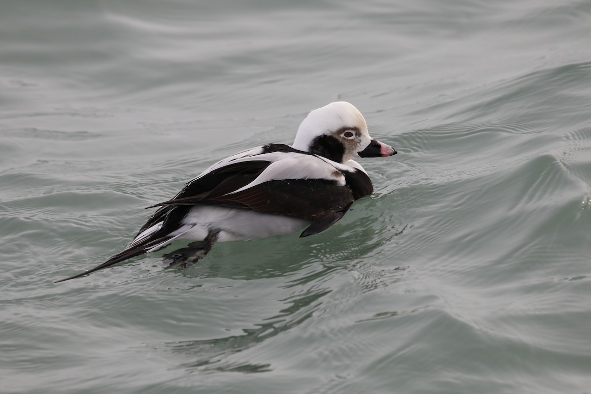 havelle - ML647535299