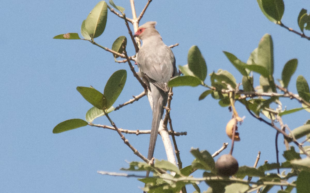 Red-faced Mousebird - ML647535322