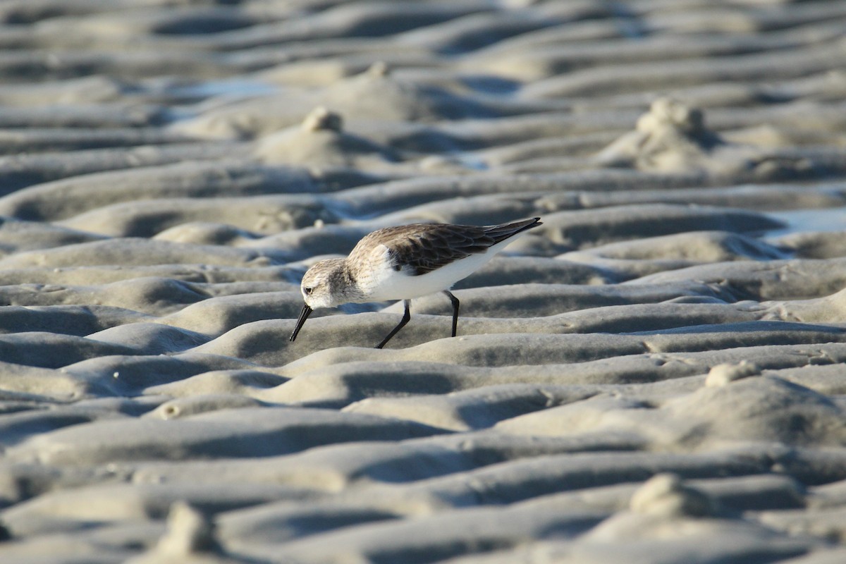 Western Sandpiper - ML647535326