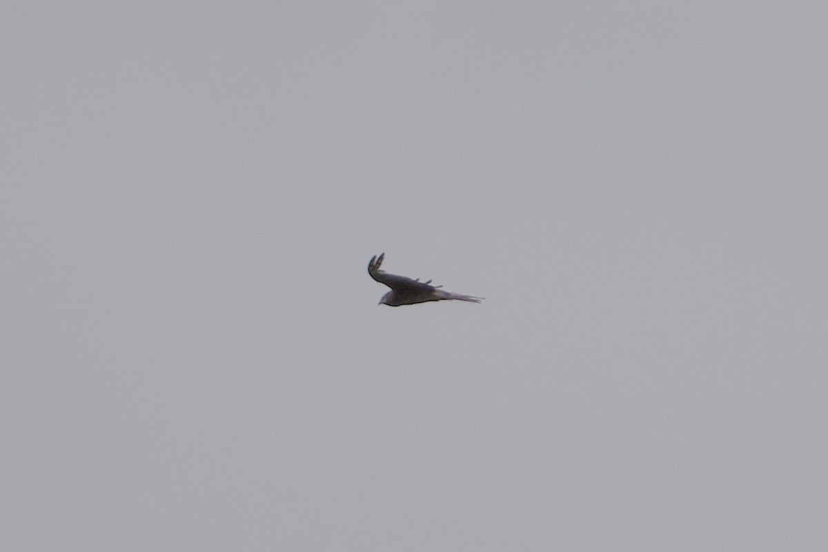 Square-tailed Kite - ML647535328