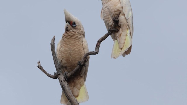 Western Corella - ML647535345